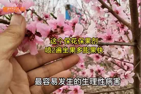果树最好用的保花保果药剂，在盛花期喷2遍，坐果多膨果又快视频封面