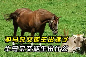 驴马杂交能生出骡子，牛马杂交能生出什么？印度小伙给出答案！视频封面