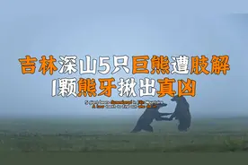 吉林深山5只巨熊遭肢解，熊掌熊胆消失不见，1颗熊牙揪出真凶视频封面