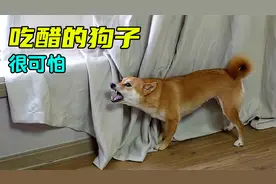 狗狗吃起醋来太可怕了，看谁都不顺眼，这可怎么办视频封面