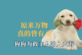原来万物真的皆有灵，狗狗救主人冲入火海，主人去世狗狗泪流满面视频封面
