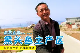 走进原产地青岛，好吃的海鲜黑头鱼今年涨价太猛，零售价50元/斤视频封面