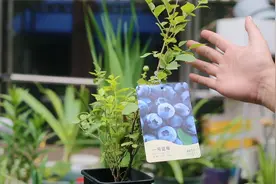 阳台可以种什么水果盆栽？园艺师教你，种蓝莓，特别好养轻松结果视频封面