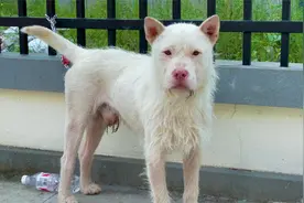 大师看狗首选眼睛，目露凶光的下司犬往往有更坚定的性格和胆量视频封面