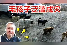 石河子流浪狗泛滥成灾，春天一到成群结队、招摇撞市，场面壮观！