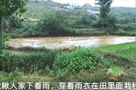 河南南阳下大雨了，农村山里人在雨中穿着雨衣干农活，不耽误时间
