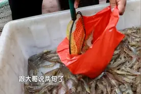 100块钱5斤！本地盐汪子虾新鲜上市，卖家教你如何挑选视频封面