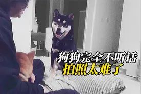给狗狗拍照太难？这只小柴犬做出好榜样，太有镜头感了