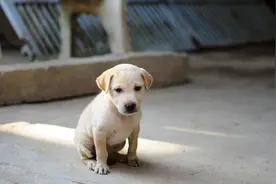 小狗的叫声 The barking of a puppy