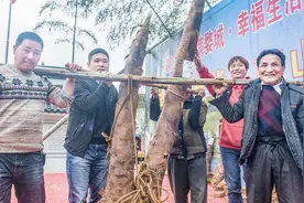 高2.2米 重88公斤 金华竹农掘地三天挖出“笋王”视频封面