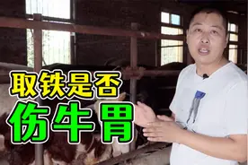 牛吞铁后续！取铁是否会伤牛胃？牛胃伤了又该如何养回来？