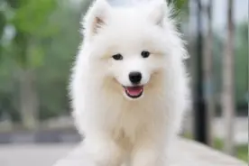 狗的酒量有多大？萨摩耶喝了十斤，天使的外表二哈的心