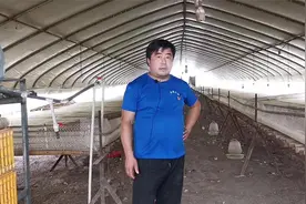 建一个育雏鹅棚，大致需要多少钱？老张拿自家鹅棚给大家讲解视频封面