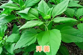 “ 洋姜叶 ” 泡水喝的方法及作用你知道吗？快来了解收藏吧