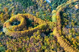 入冬后梧桐树叶变黄了 怀抱着美龄宫四周 像一串金色的项链