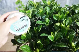 养花，硫酸亚铁氧化变色了还能用吗？看完又学会一招！视频封面