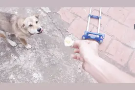 越南坏男人把芥末加到五花肉上去喂狗，阿黄吃了五花肉神魂颠倒视频封面