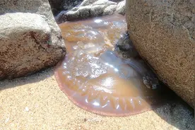 赶海发现一只毒水母搁浅，阿明吓的都不敢碰，不料一旁有猛货守候