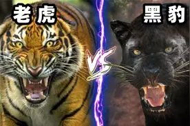 老虎vs黑豹，当猫科二弟遇到变异战士，谁会笑到最后呢？