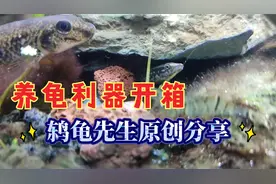 便宜好用的养龟清道夫开箱，消灭鱼缸蚊子幼虫，清理龟缸食物残渣视频封面