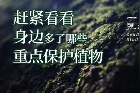 赶紧看看身边多了哪些国家重点保护植物视频封面