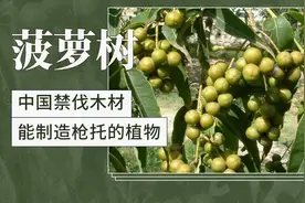 菠萝树——中国禁伐木材，能制造枪托的植物