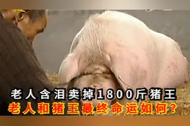 老汉含泪卖掉1800斤猪王，背后原因令人心酸，老人猪王结局如何？视频封面
