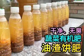 油渣子不要丢，将它这样沤肥，是蔬菜最喜爱的有机肥料！视频封面