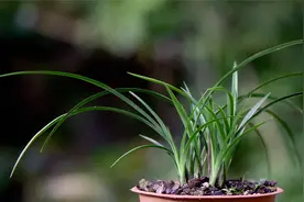 草木灰养兰花，正确的使用方法，可能和你想的不一样视频封面