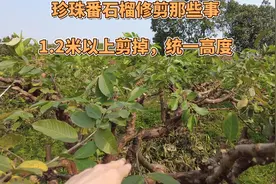 珍珠番石榴4月修剪，尽量剪掉1.2米以上的枝条，矮化方便套袋摘果
