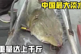 渔民捕到我国最大淡水鱼，重量可达上千斤，专家看到脸色都变了视频封面