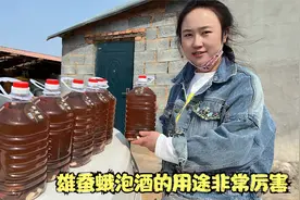 雄蚕蛾泡酒喝用途有很多，好多人都不知道，了解一下