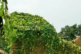 农村常见的一种瓜，给它一根电线就能爬满屋顶，真霸道视频封面