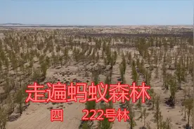 走遍蚂蚁森林：航拍222号林，在鄂尔多斯库布齐沙漠东响沙湾西