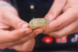 厨师长教你快速抽虾线，不用其它工具，3秒钟处理一只，真实用