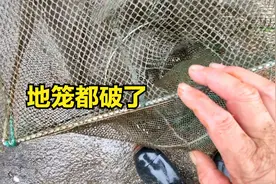 地笼的鱼被人拿走了，地笼也破了，还好回家时有一堆小黄花等着我视频封面