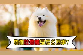 狗狗吐狗粮是怎么回事？这些原因，你有想到吗视频封面
