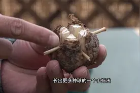 为什么要把朱顶红的种球切成这样？看完你也想切一颗视频封面