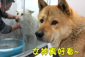 中华田园犬小白洗澡，乖巧懂事任主人摆布，阿黄全程偷看！视频封面