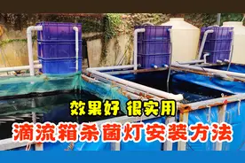 锦鲤鱼池滴流箱过滤，杀菌灯的安装方法，效果好，很实用