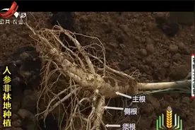 人参究竟是种什么样的植物？市场上人参种类多样，又有什么区别呢视频封面