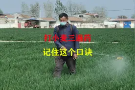 小麦三遍药该如何去打，记住这个打药顺口溜