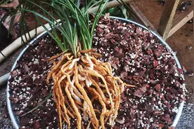 兰花根系长得弱，应该如何壮根？手把手教你！视频封面