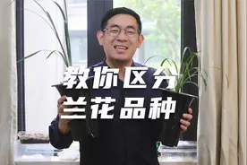 兰花品种太多分不清？园艺师教你，区分春兰寒兰建兰蕙兰和墨兰