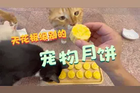给收养的一百多只流浪猫制作天花板级别的宠物月饼视频封面