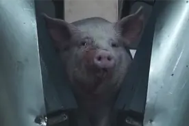 屠宰场人性化，高压电瞬间将猪击杀，没有痛苦甚至面带微笑。