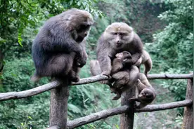 才出生几天的宝宝不认识妈妈，转身见奶就想喝视频封面