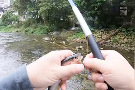 手竿飞蝇钓，俗称天展钓法，屋后小溪毛钩钓桃花鱼、溪哥！