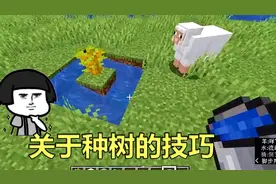 我的世界：mc里关于种树的小知识，学会这些技巧，能加快成长速度
