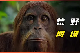 一部最不正经的纪录片，大猩猩爱吃鼻屎，揭露真实动物生活习性视频封面